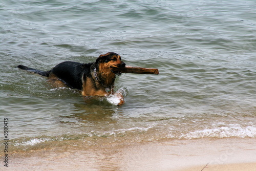 dog in water