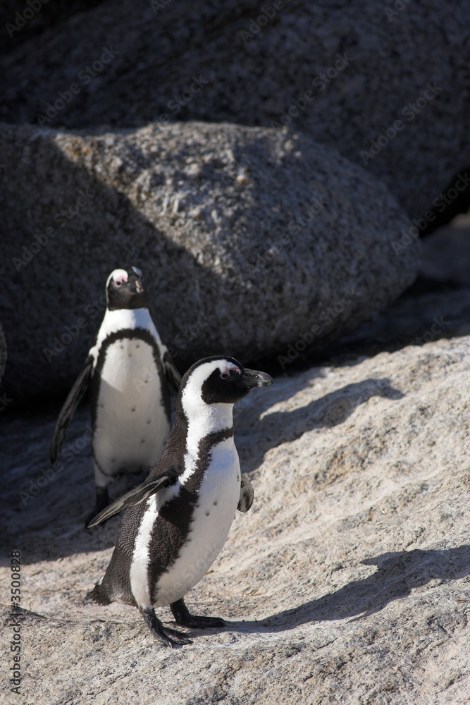 Obraz premium Jackass Penguins on the rocks