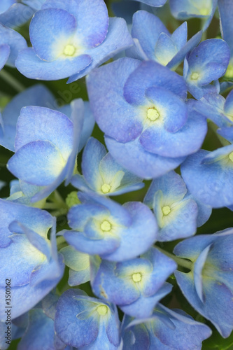 blue flowers of hydrangea