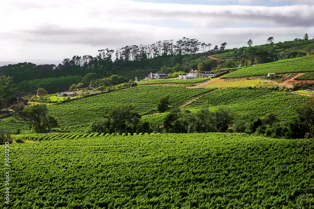 Wine farm on the Western Cape wine route