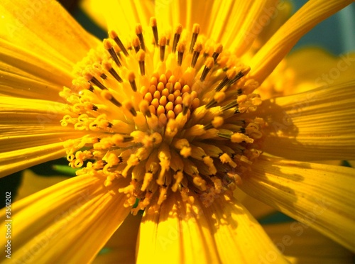 fleur jaune-orange