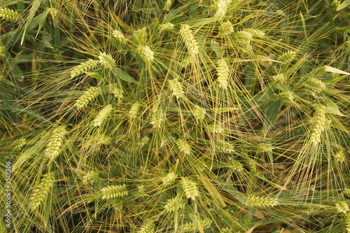 close up of barley