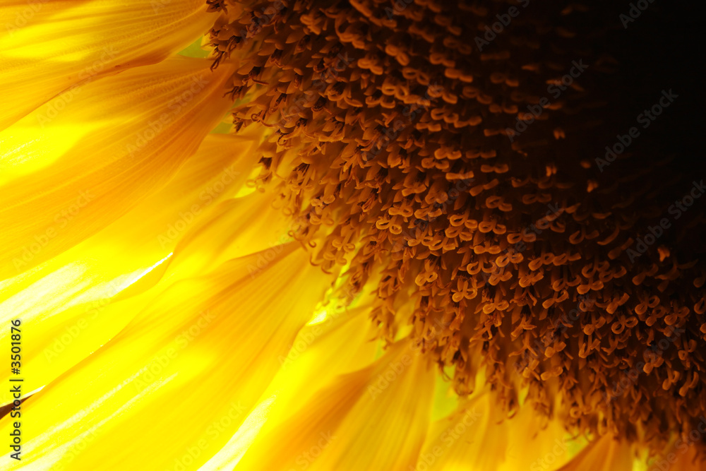 Fototapeta premium sunflower detail close-up