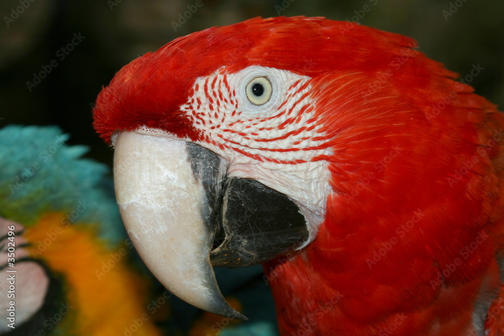 Obraz premium guacamaya roja