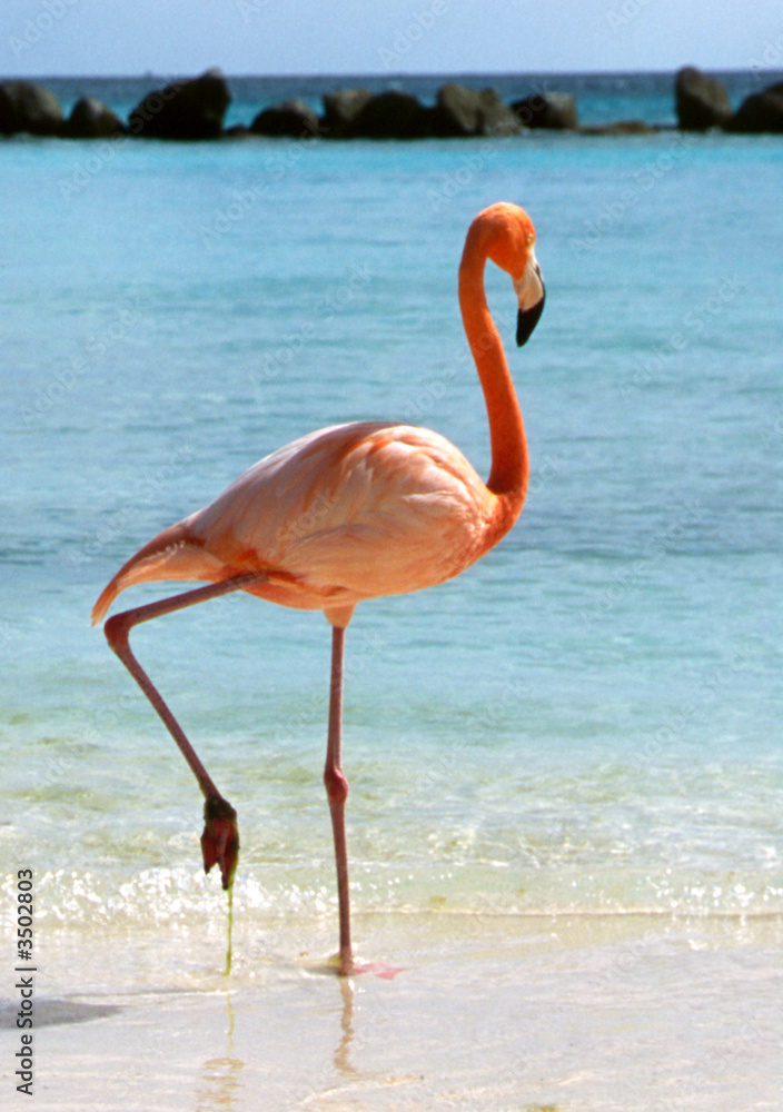 Obraz premium flamingo