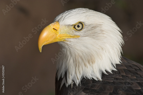 bald eagle (haliaeetus leucocephalus)