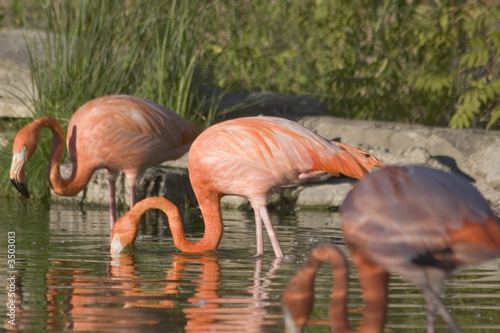flamingos