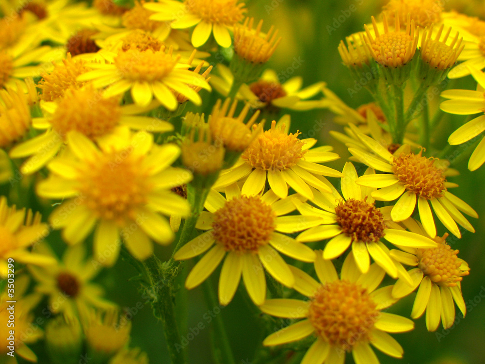 Fototapeta premium fleurs jaunes des champs
