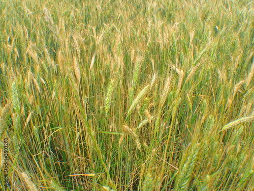 champs de blé © Bernard BAILLY