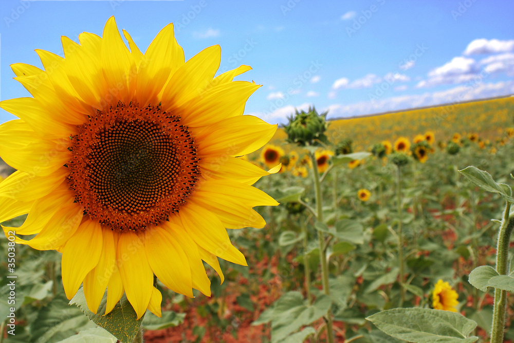 Fototapeta premium girasol