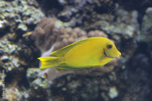 yellow surgeonfish