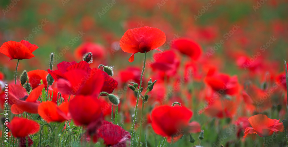 Fototapeta premium poppies