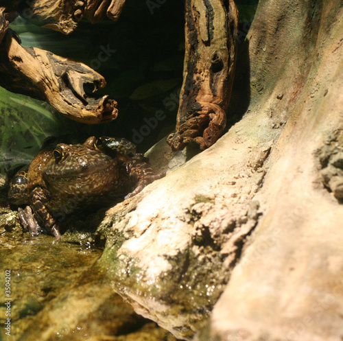 Obraz na plátně bullfrog