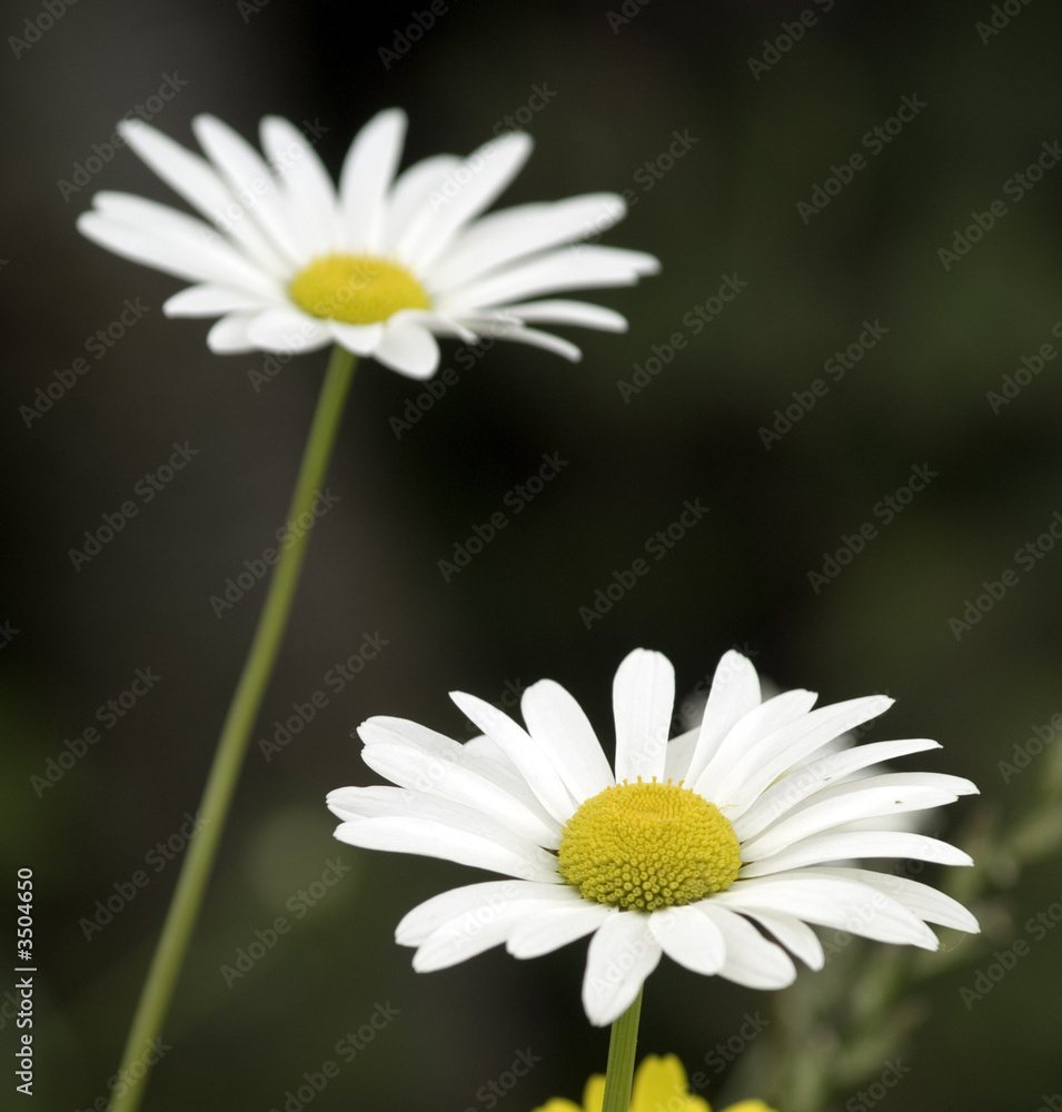 Obraz premium daisies