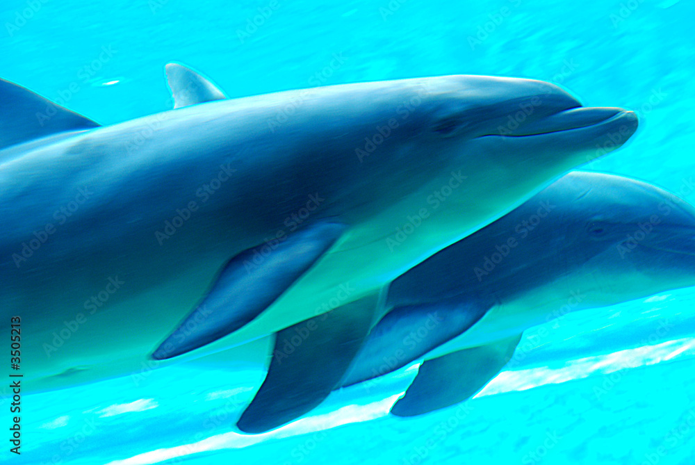 Naklejka premium delfini