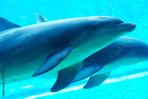delfini © lino beltrame