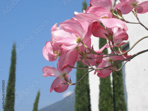 baumblüten bei schloss trauttmannsdorff bei meran photo