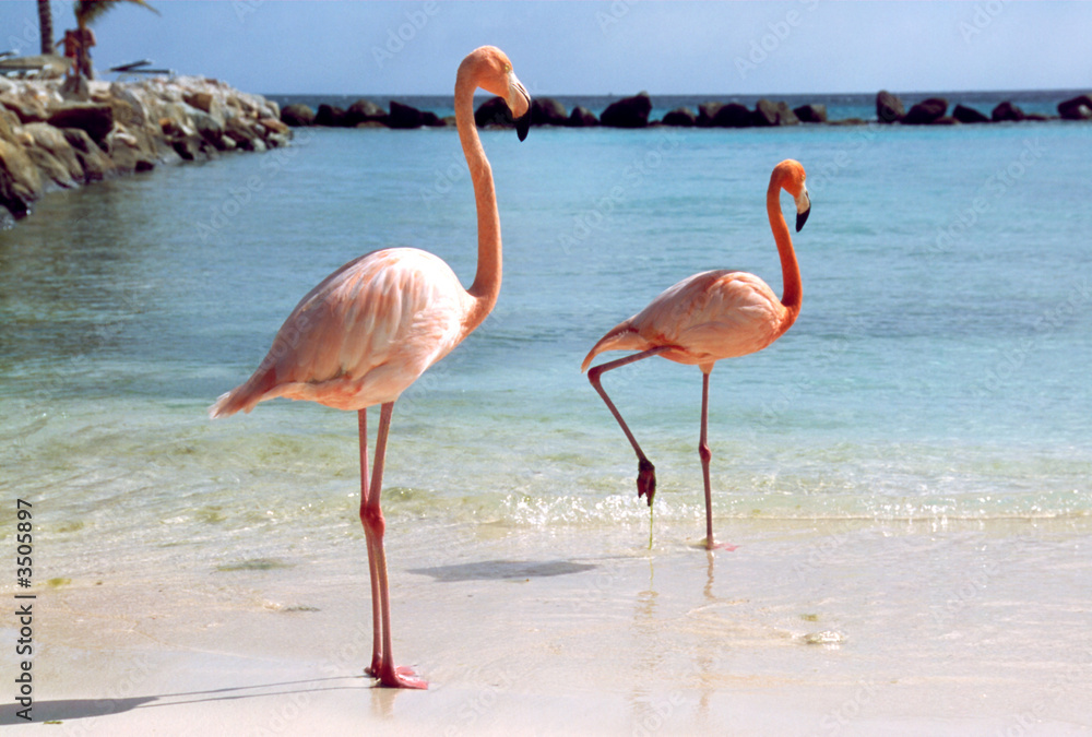 Obraz premium flamingos am strand