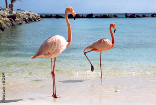 Obraz na płótnie natura woda morze flamingo ptak