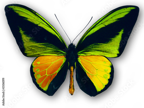 papillon