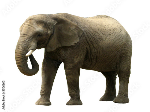 elephant détouré