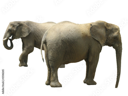 deux éléphants © giniebb