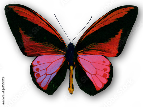 papillon