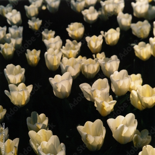 weiße tulpen im gegenlicht