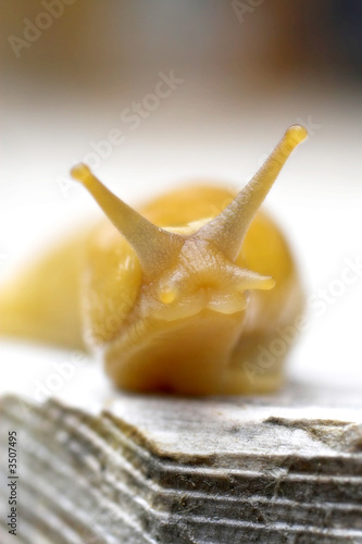 banana slug