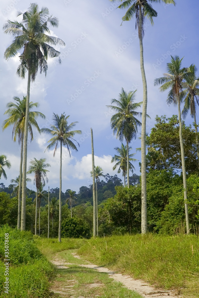 coconut tree plantation