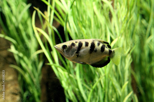 archerfish in front of plants