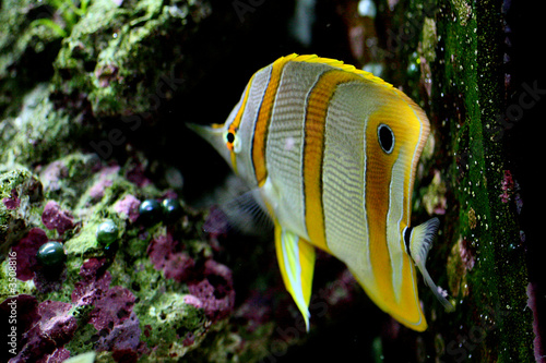 Australian Butterflyfish