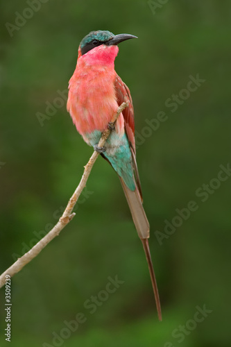 carmine bee-eater