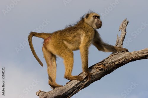 chacma baboon