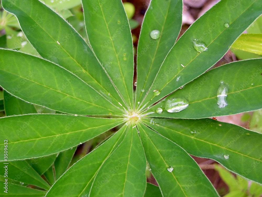 spring. dew on leaves. spring. dew on leaves.