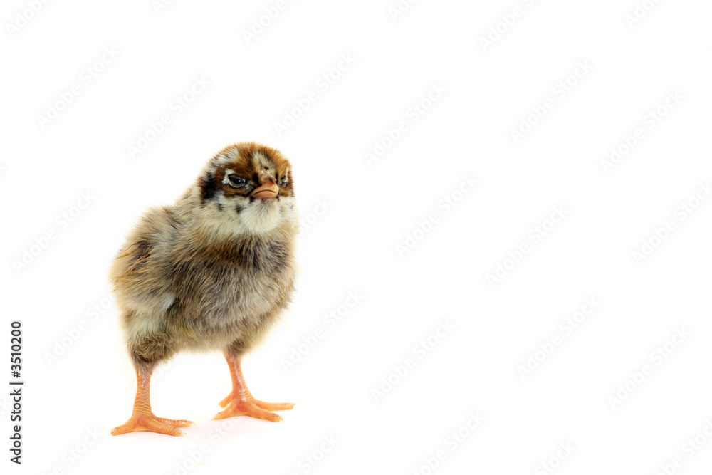 Obraz premium little chicken