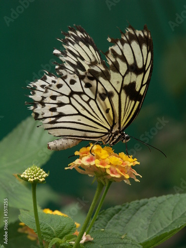 Papillon noir & blanc
