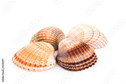four shells