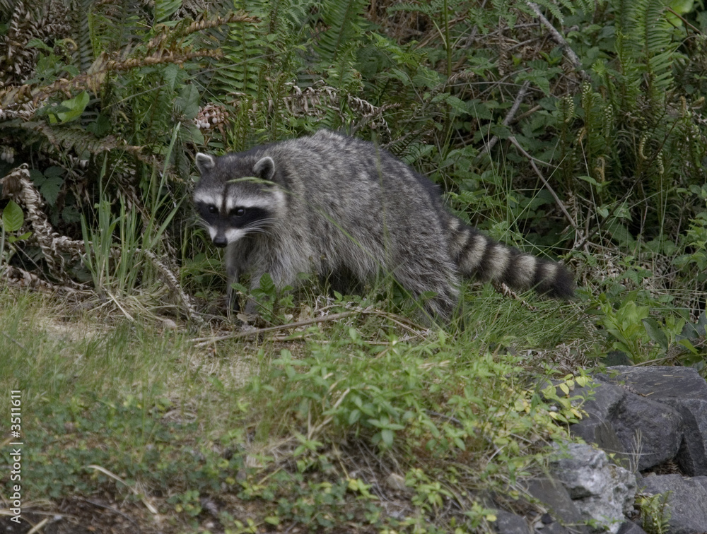 Obraz premium racoon