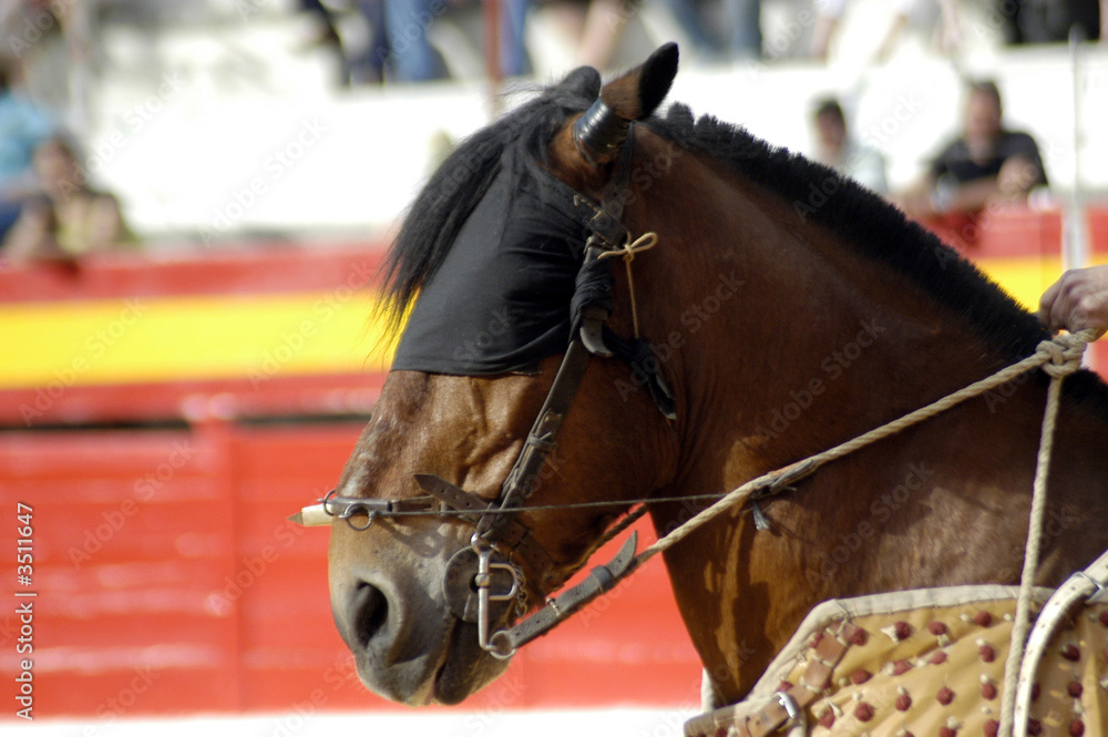 Obraz premium caballo-69