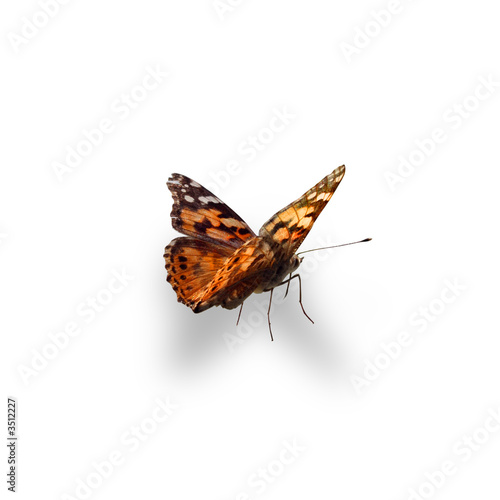 schmetterling