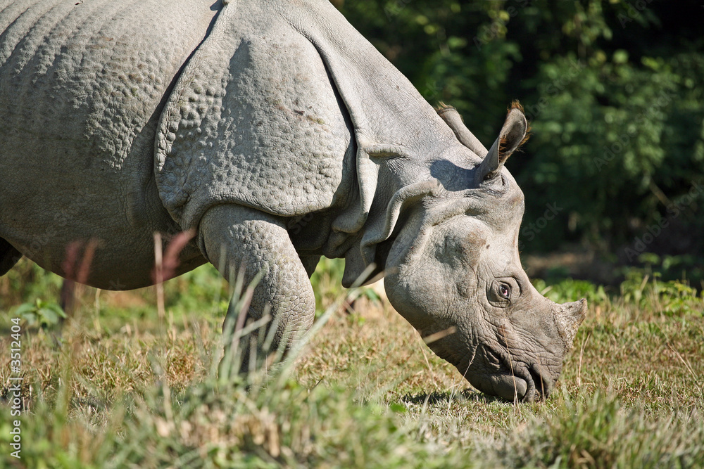 Obraz premium Asian rhino