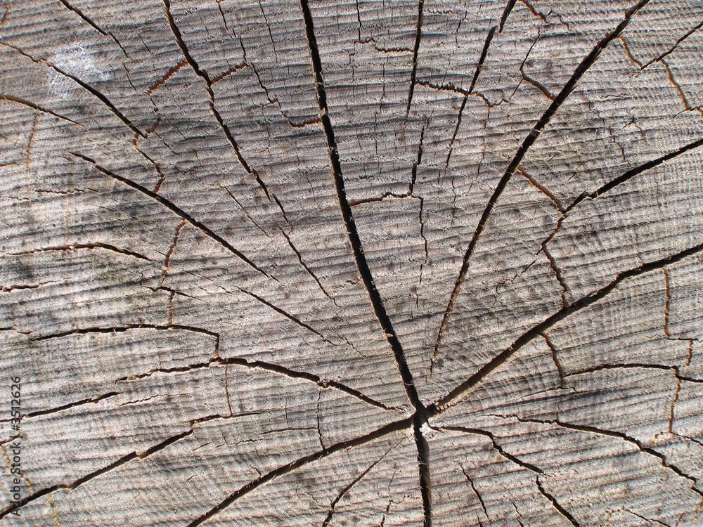 Fototapeta premium tronc d'arbre