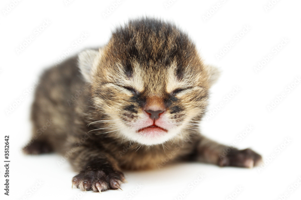 Obraz premium kitten