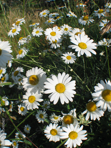 marguerittes photo