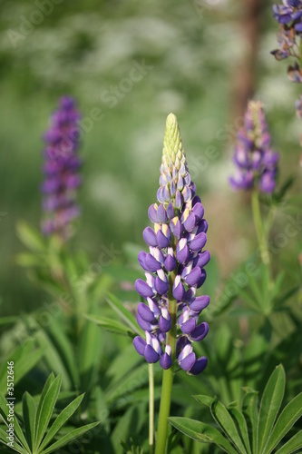 Lupine