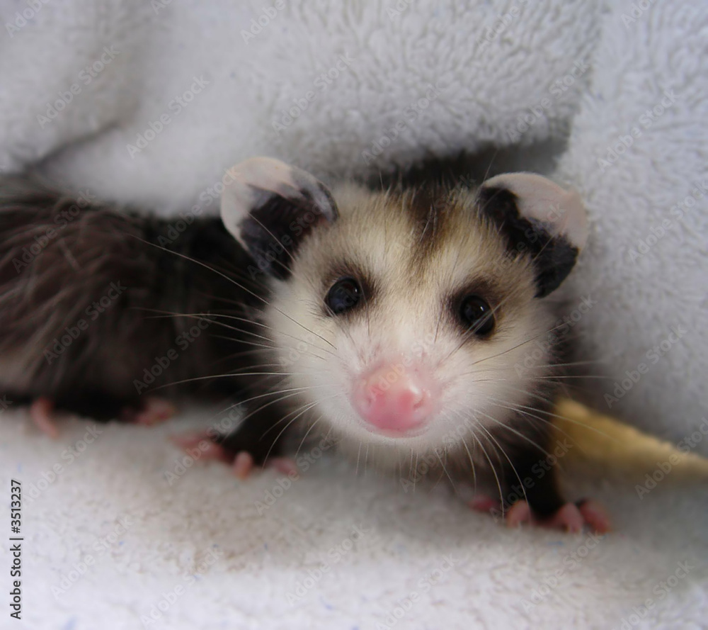 little opossum-rb little opossum-rb