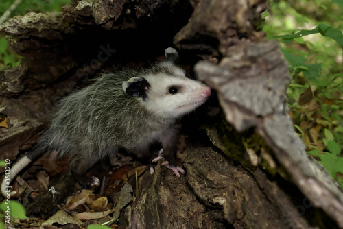 opossum-rb