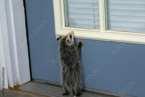 opossum peeking-rb