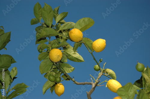 citron